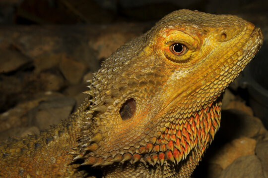 bearded dragon lizard