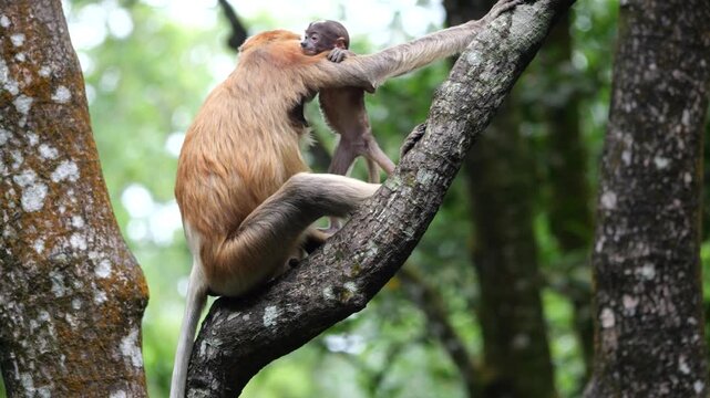 Long Nose monkey with baby. Proboscis monkey baby playing in mangrove tree. Female proboscis monkey (Nasalis larvatus) with her baby in a natural habitat in rainforest of Borneo Island