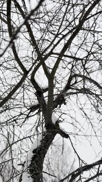 Winter atmosphere 