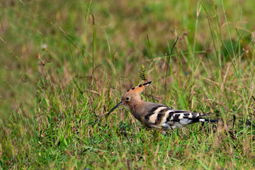 Common Hoopoe Foraging on Ground for Insects in Natural Habitat © Rima
