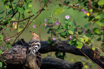 Common Hoopoe Resting Among Wild Flowers © Rima