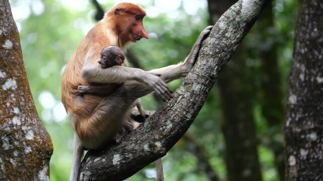 Long Nose monkey with baby. Proboscis monkey baby playing in mangrove tree. Female proboscis monkey (Nasalis larvatus) with her baby in a natural habitat in rainforest of Borneo Island