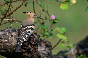 Common Hoopoe Resting Among Wild Flowers © Rima