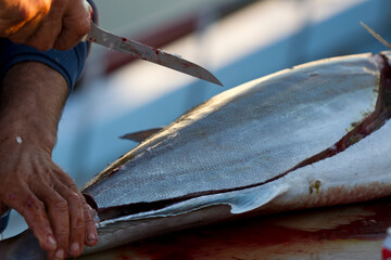 Pierside Precision: Fishermen Fillet Fresh Catch After Deep-Sea Adventure © Grindstone Media