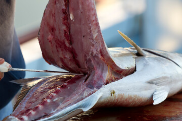 Pierside Precision: Fishermen Fillet Fresh Catch After Deep-Sea Adventure © Grindstone Media
