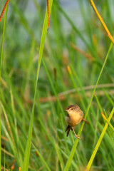Yellow-Bellied Prinia Perched on Tall Grass Hunting Insects
