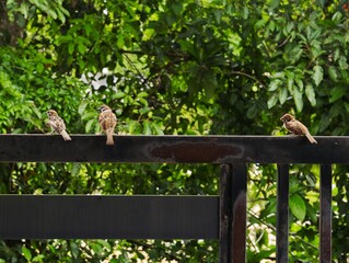The family of bird enjoying their time