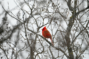 Red cardinal on a branch