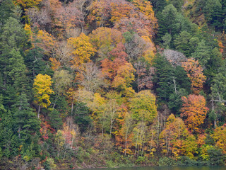 秋の観光名所立山黒部アルペンルートのカラフルな紅葉の風景
