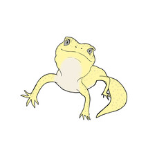 リアルで可愛いレオパのカラーイラスト。ヒョウモントカゲモドキ。カラフル