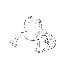 リアルで可愛いレオパのモノクロイラスト。ヒョウモントカゲモドキ。白黒