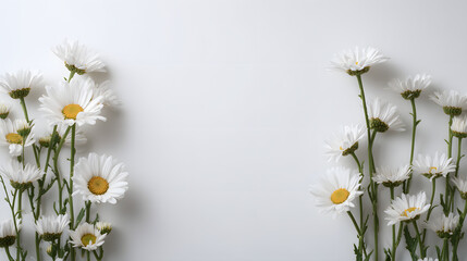 Beautiful white chamomile daisies in full bloom create a natural floral frame on a rustic wooden background during a bright spring meadow blossom
