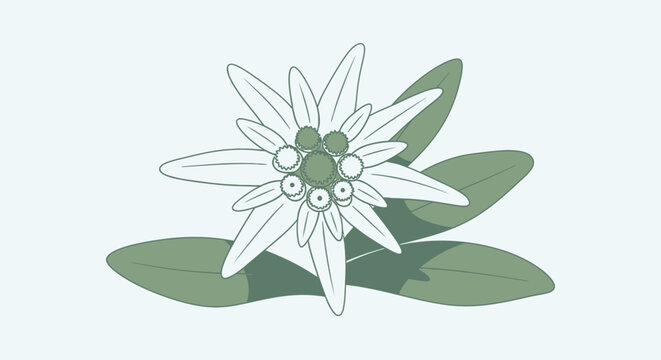 A stylized illustration of a white edelweiss flower with green leaves against a pale blue background.