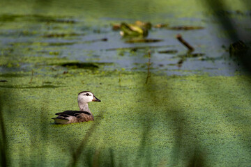 Cotton Pygmy Goose Foraging on Calm Wetland Water