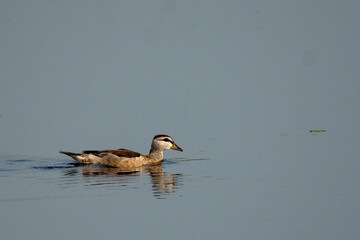 Cotton Pygmy Goose Foraging on Calm Wetland Water