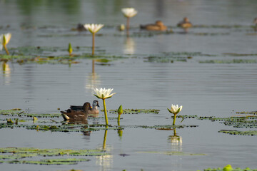 Cotton Pygmy Goose and Moorhen Foraging Together on Calm Wetland Water