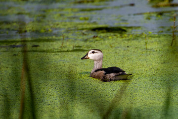 Cotton Pygmy Goose Foraging on Calm Wetland Water