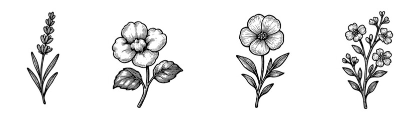 Obraz premium Botanical herbs and branches vintage engraving icons set