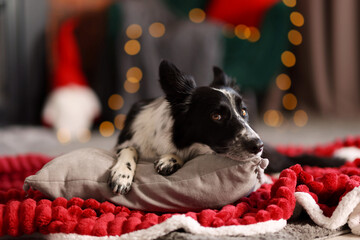 Cute dog on red blanket at home. Christmas atmosphere