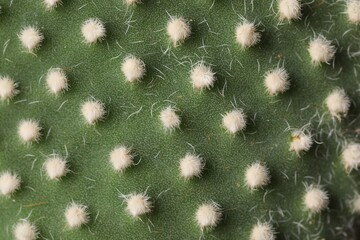 Beautiful prickly pear cactus as background, macro view