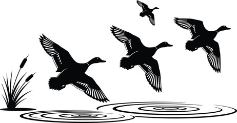 Flying ducks silhouette, water ripples, nature scene, black and white illustration, wetland habitat, bird motion, cattails, wildlife art, peaceful outdoors