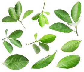 Citrus plant. Set of green leaves isolated on white