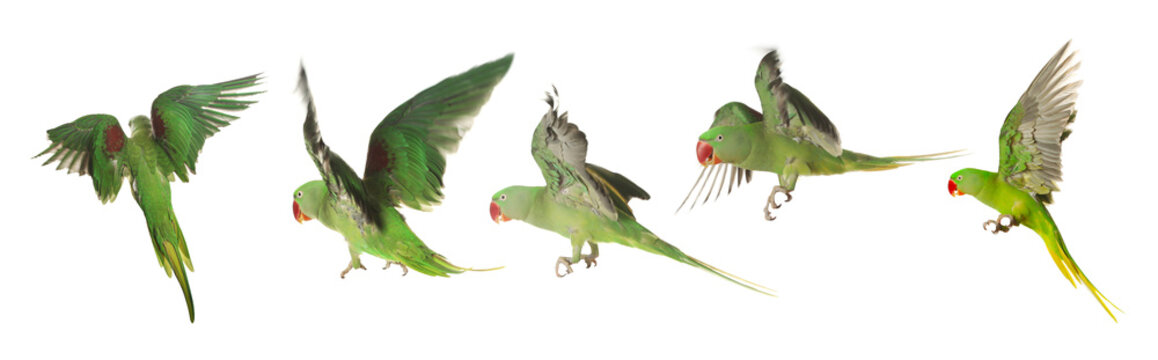 Collection of bright parrot flying on white background. Alexandrine parakeet