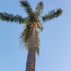Fototapeta premium palm tree against blue sky