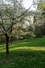 Blooming trees in spring on green grass in the park