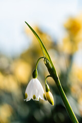 Spring snowflake - pair of blossoms Leucojum vernum white flowers with blurry background