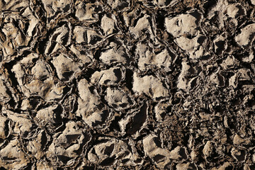 Cracked dry mud ground texture. Parched earth surface with deep fissures. Natural drought pattern background. Rough soil detail seen from above. Abstract climate change concept texture