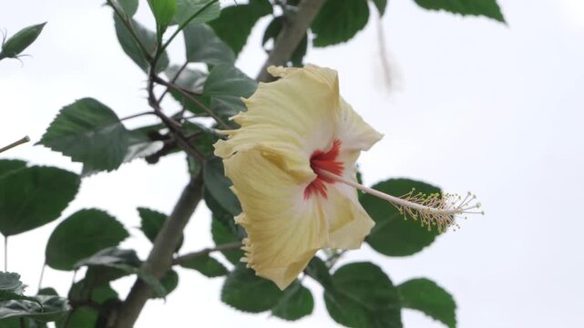 Vibrant Lilo Flower  A Blossom of Exquisite Beauty