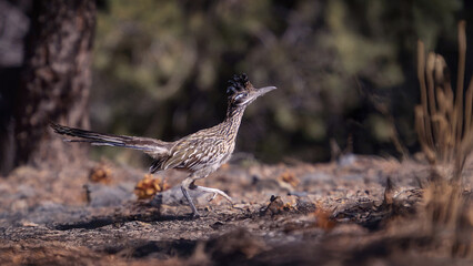 Greater Roadrunner in Death Valley Campground