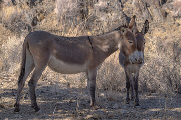 Wild Burro Mother and Foal on Desert Road to Wildrose Kilns, Death Valley