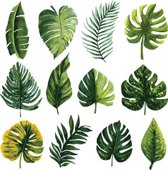 Fototapeta premium Set of green leaves. Palm, banana leaf, monstera. Exotic plant. Summer design elements. Vector botanical illustration