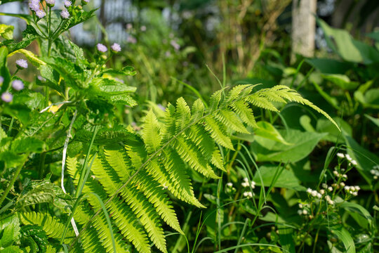 Fresh Green Fern Fronds Growing Wild in Nature Close Up