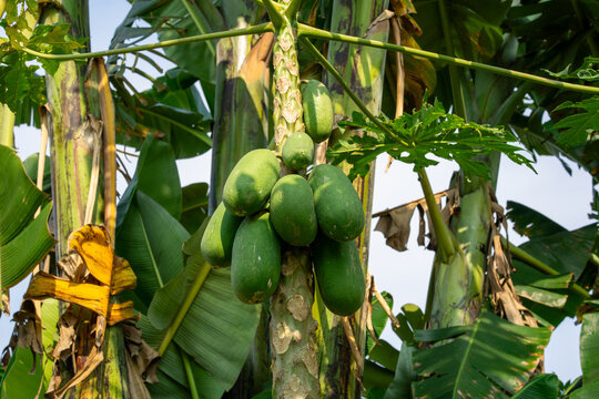 Papaya Tree Trunk Loaded with Green Fruits in an Orchard