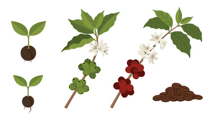 Assorted cacao tree parts showing seedlings, leaves, blossoms, ripe red pods, and roasted beans.