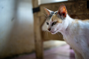 Side Profile Portrait of a Calico Domestic Cat Looking Away © AnrizStock