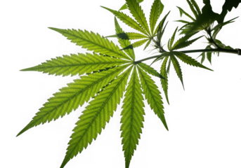 Vibrant green marijuana leaf backlit against a stark black background highlighting its structure isolated on transparent background