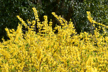 Obraz premium レンギョウ Forsythia