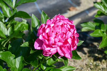 シャクヤク　「プリンセスマーガレット」　Peony