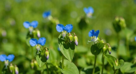 Delicate blue flowers in a field