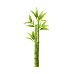 Obraz premium Bamboo green plant leaf stalk nature growth tropical eco fresh bamboo green plant leaf stalk nature growth tropical eco fresh graphic transparent background with vivid spring foliage and minimal