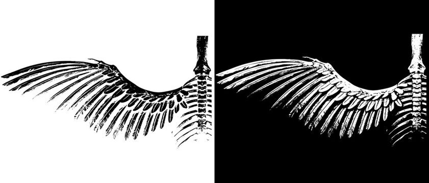 Vintage Skeleton Wings Engraving, Inverted Black White Xerography Vector on Transparent Background