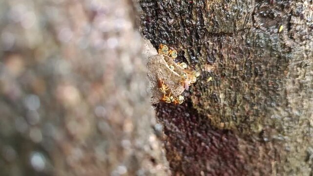Nest of jatai bees, a stingless bee widely distributed in Brazil. Nest of jatai bees, a stingless bee widely distributed in Brazil.