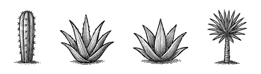 Exotic desert plants vintage engraving icons set