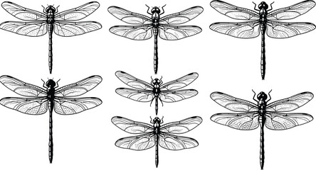 Vintage dragonfly collection hand drawn insect illustrations black and white entomology art set detailed wings nature design elements isolated background © MdJoshel