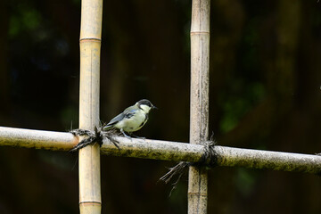 古いに竹垣に止まるシジュウカラの幼鳥