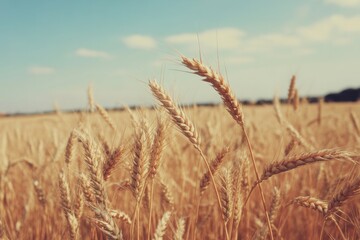 Fototapeta premium Golden wheat field under a blue sky